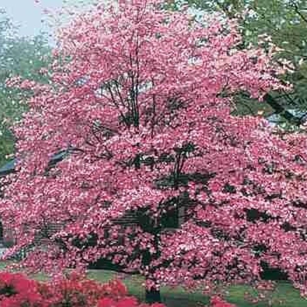 Plántula de cornejo con flores rosadas, de 10 a 12 pulgadas, bien enraizada