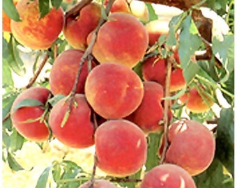 Nemaguard Peach Tree, 2-3 inches tall, newly germinated, well-rooted