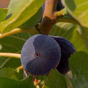 May include: A ripe, dark purple fig hanging from a branch, surrounded by large, vibrant green leaves. The fruit has a smooth, rounded skin with a small, star-shaped opening at the bottom, showing natural texture and deep color variations.
