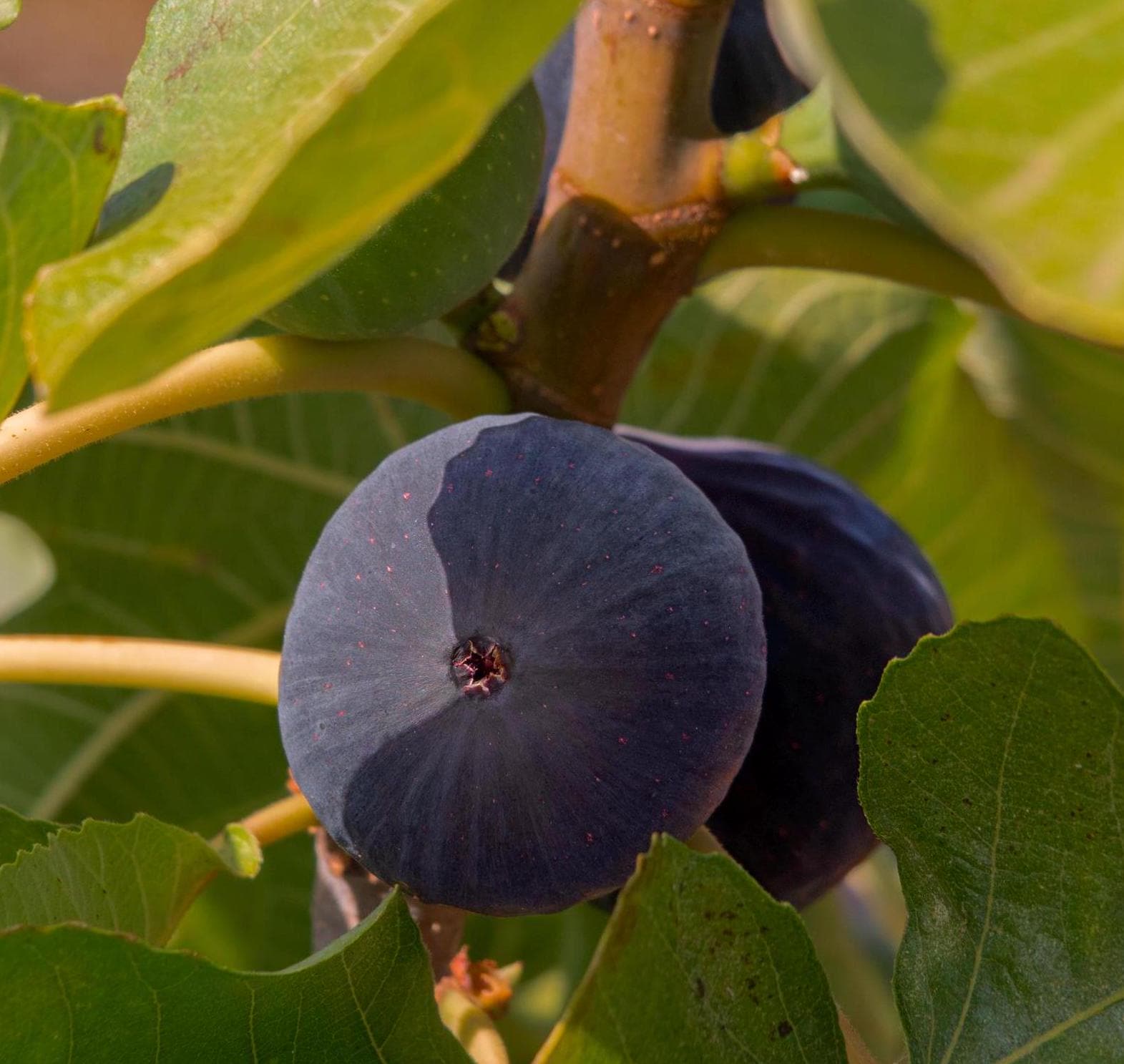 Black madeira fig - Etsy 日本