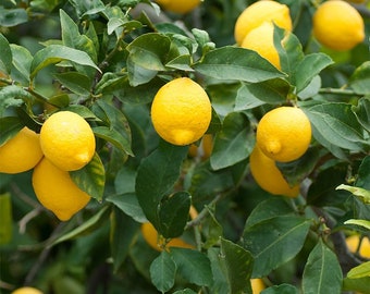 CLEARANCE: Buy 1 get 2 free, Meyer Lemon seedlings, 1-2 inches tall, well rooted