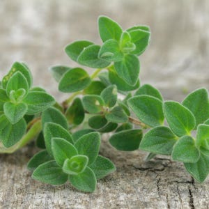 CLEARANCE: Buy 1 get 3 FREE, Oregano starter plant, 2-3 inches tall, well rooted