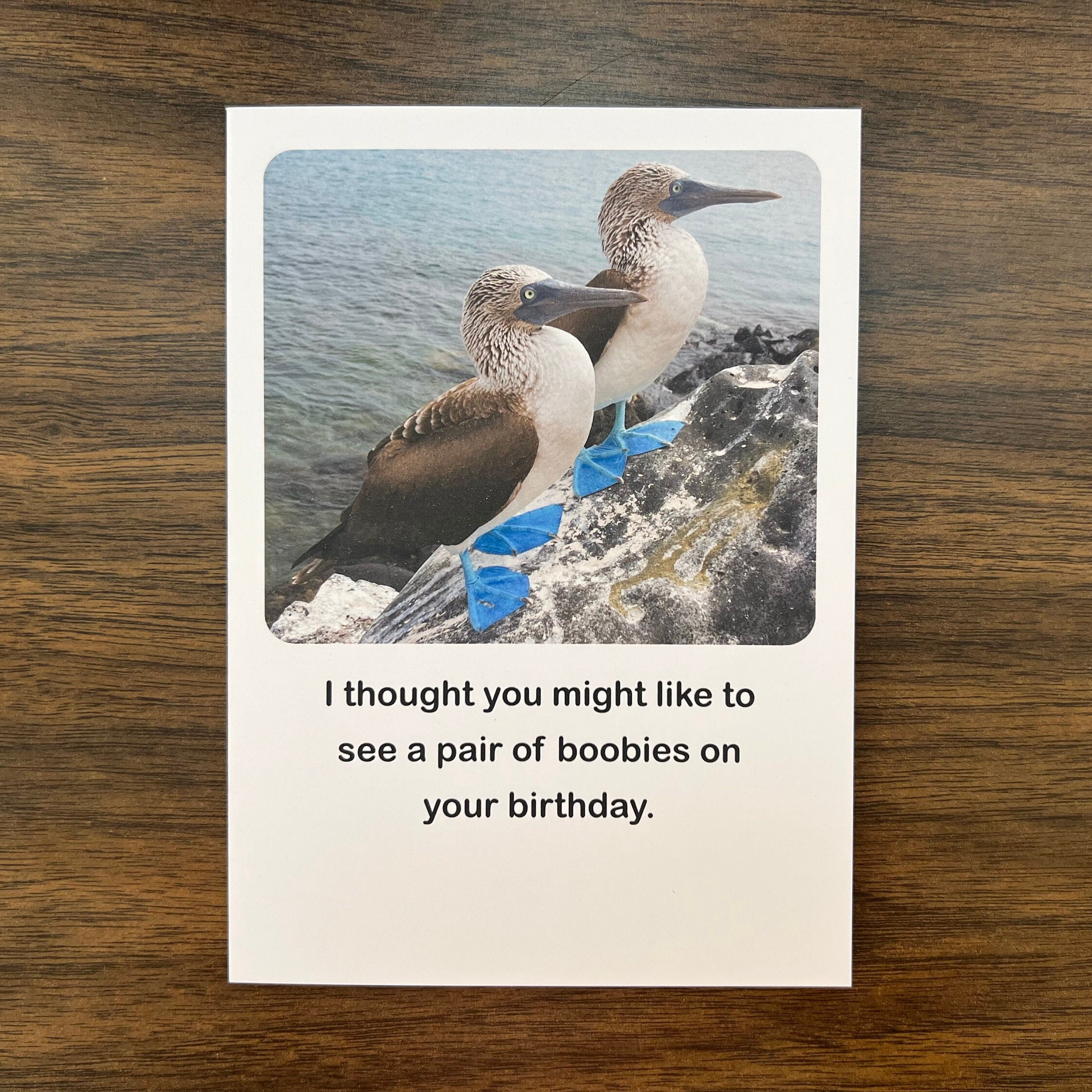 Check Out These Boobies Cheeky Postcard Blue Footed Boobies Postcard Blue  Footed Booby Postcard 