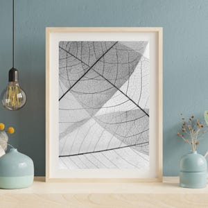 May include: Black and white photograph of a delicate, layered arrangement of dried leaves. The leaves are translucent and show intricate veins.