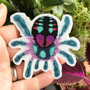 Beautiful Brazilian Jewel Tarantula - Vinyl sticker