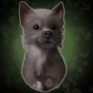 Pet Portraits