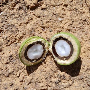 Könnte beinhalten: Eine runde Frucht, die in zwei Hälften geschnitten ist und eine dicke grüne Außenhaut, eine dunkelbraune Innenschale und einen glatten, weißen, kreisförmigen Kern freilegt. Der Querschnitt zeigt deutliche konzentrische Schichten.