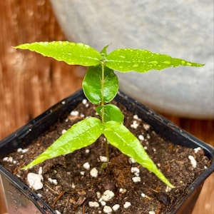 Puede incluir: Una planta joven, de color verde brillante, con varias hojas, cada una con gotas de agua. La planta está en una maceta cuadrada negra llena de tierra y pequeñas piedras blancas. El fondo está borroso, con un toque de piedra clara.