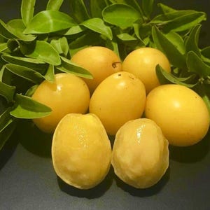 Ximenia americana - Ameixa da Caatinga - 1 muda em vaso