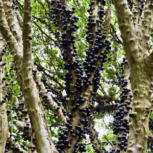 Könnte beinhalten: Ein Baumstamm, der mit dunkelvioletten, fast schwarzen Beeren bedeckt ist. Die Rinde des Baumes ist hellbraun, und grüne Blätter sind im Hintergrund zu sehen. Die Beeren sind am Stamm und an den Ästen geclustert.