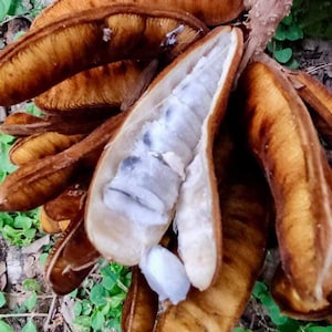 Inga bezskrzydła - roślina doniczkowa - drzewo owocowe