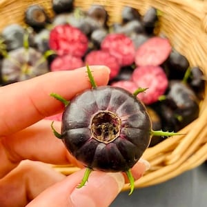 Pode incluir: Uma fruta redonda de cor roxa escura com uma reentrância central e várias pequenas protuberâncias verdes e pontiagudas que se estendem pelos lados. A fruta tem uma casca lisa e firme, segurada diante de uma cesta de vime com frutos escuros e rosados.