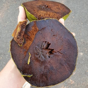 Black sapote - Diospyros nigra - potted seedling