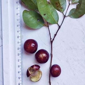 Myrciaria sp Jabuticaba -1 planta em vaso