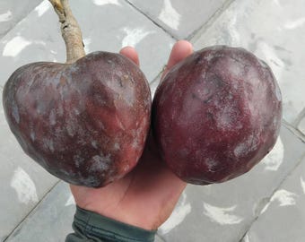 Annona reticulata var. San Pablo 1 potzaailing