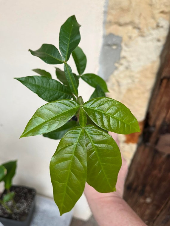 Ice Cream Bean Fruit Plant Ice Cream Bean Inga Etsy UK