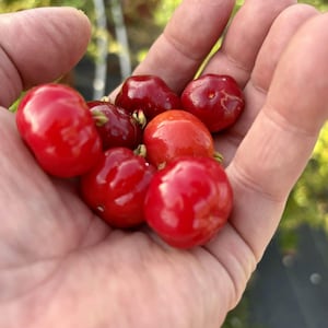 Könnte beinhalten: Eine Ansammlung kleiner, runder, leuchtend roter Acerola-Kirschen mit glatter, glänzender Schale. Die Früchte zeigen verschiedene Rottöne, von tiefem Karmesinrot bis zu einem helleren, lebendigen Orangerot, jeweils mit einem kleinen grünen Stielrest.