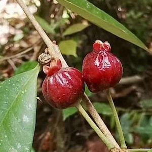 Eugenia setta pisiformis var. Maruim - 1 piantina in vaso