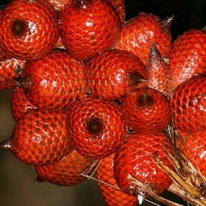 Può includere: Un grappolo di frutti rotondi rosso-arancio con una caratteristica buccia squamosa a motivo di diamante. Ogni frutto presenta una superficie lucida e strutturata con un punto centrale scuro. I frutti sono raggruppati con steli secchi.