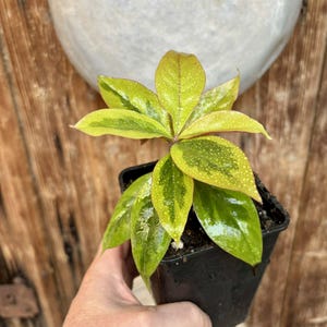 Agrest Barbados variegata - Pereskia aculeata - mała roślina doniczkowa