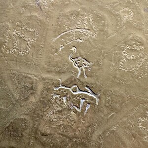 May include: A textured brass surface featuring an engraved design of a bird standing between two lines of Arabic script. The metal has a dull, aged gold finish with visible scratches and uneven markings across the entire metallic plate.