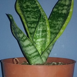 Snake Plant, Mother In Law&#39;s Tongue, Sansevieria, Air Purifying Plant