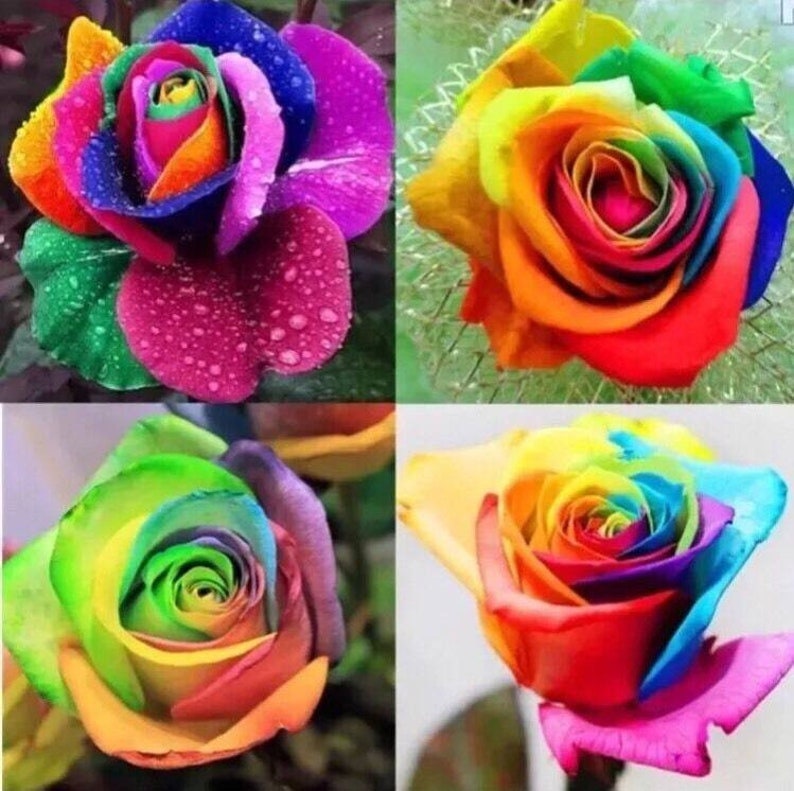 100 Colorful Rare Fresh Rose Seeds Beautiful Rose Flower Seed For Your Lover
