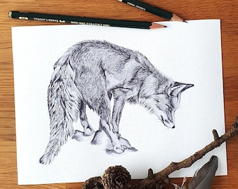 Fox - art print - pencil drawing - fox on the hunt - format 13 x 18 cm