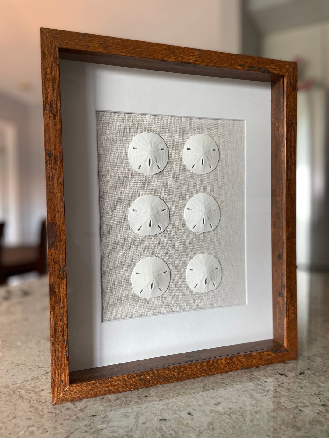 Sand Dollar Shadowbox - Coastal Beach House Wall Art (11" X 14") - Etsy