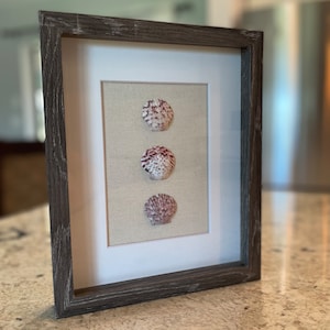 Scallop Trio 8&quot; X 10&quot; Shadowbox in Gray Color & Creme Canvas Background - Wall Art Beach Custom Art Handmade Home Decor Coastal Ocean