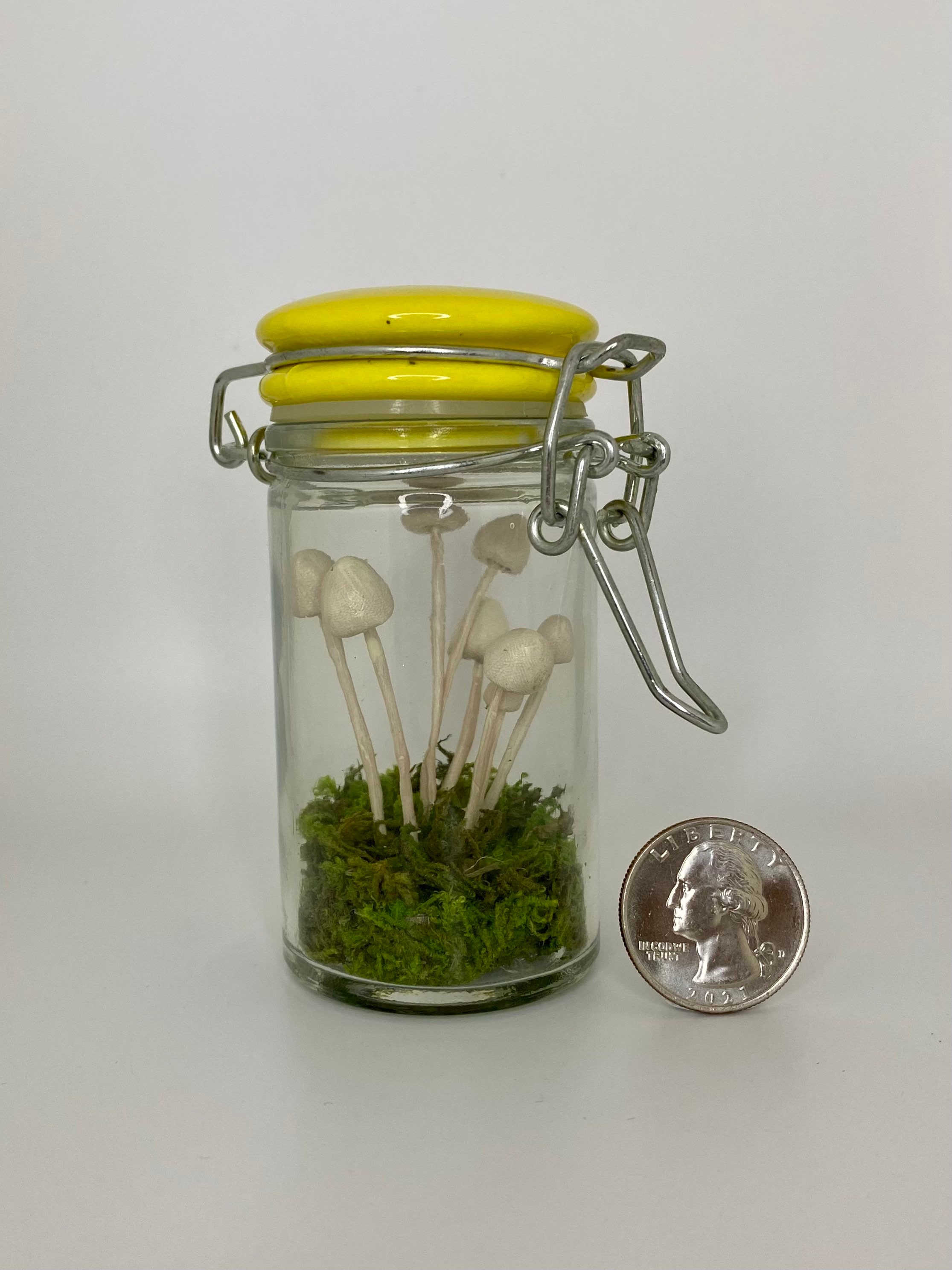 Mushrooms in a Jar Etsy