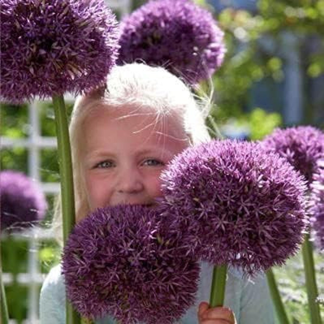 2 Giant Pinball Wizard Allium Bulbs for Planting Exotic Etsy