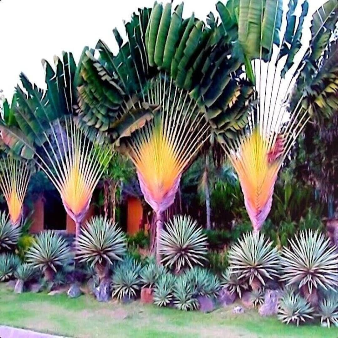 My Image 30
