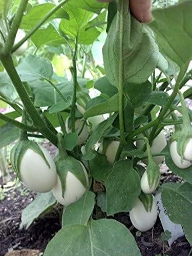 Striped Garden Egg (Striped Toga Eggplant) – Truelove Seeds