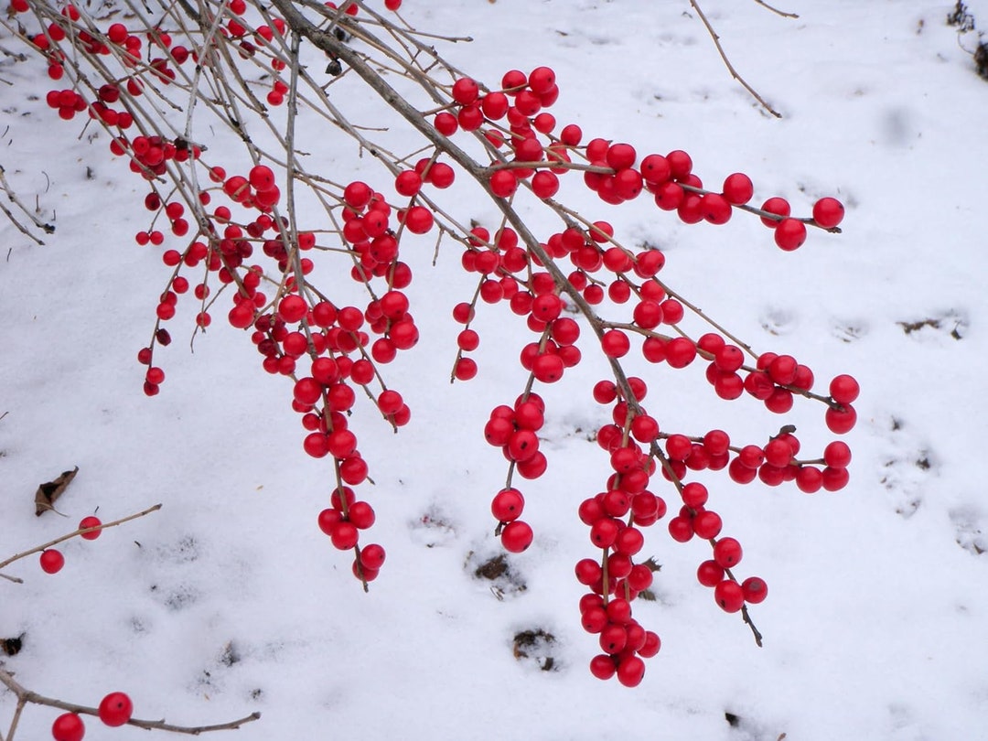 12 Winterberry Branches for Decor Crafts Wreaths 12 Feet Etsy