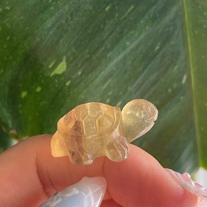 Cute Yellow Fluorite Turtle Carvings | Healing Energy | Gifts | Pocket Crystal | Gold Fluorite Turtles