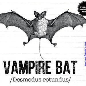 Vampire Bat Illustration PNG, Halloween Bat Macabre, Dark, Spooky, Halloween, T-Shirt Sublimation, Halloween T-Shirt, Macabre, Dark, Spooky