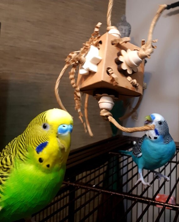 Are Bird Toys Safe For Chinchillas