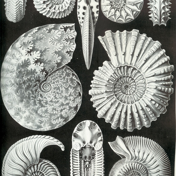 Vintage Ammonite / Fossil PNG Illustrations (Ernst Haeckel) - Adapted for Printing , Engraving etc.