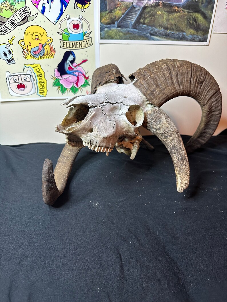 Jacobs Ram Skull - Etsy