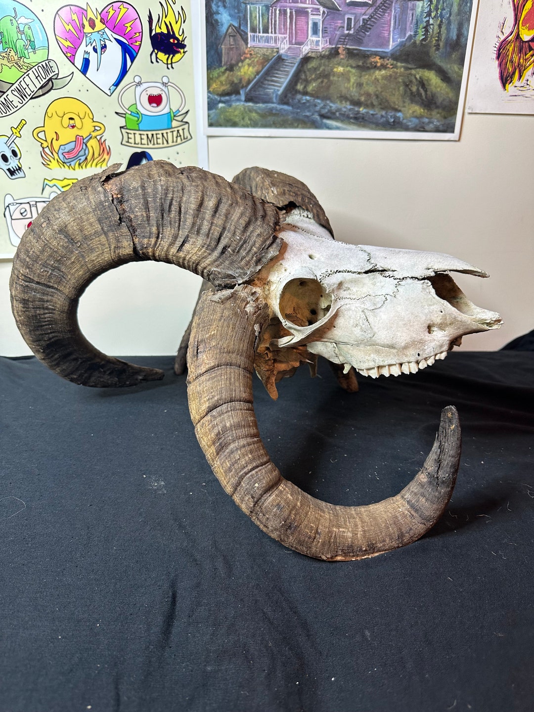 Jacobs Ram Skull Etsy