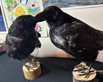 Vintage European crows