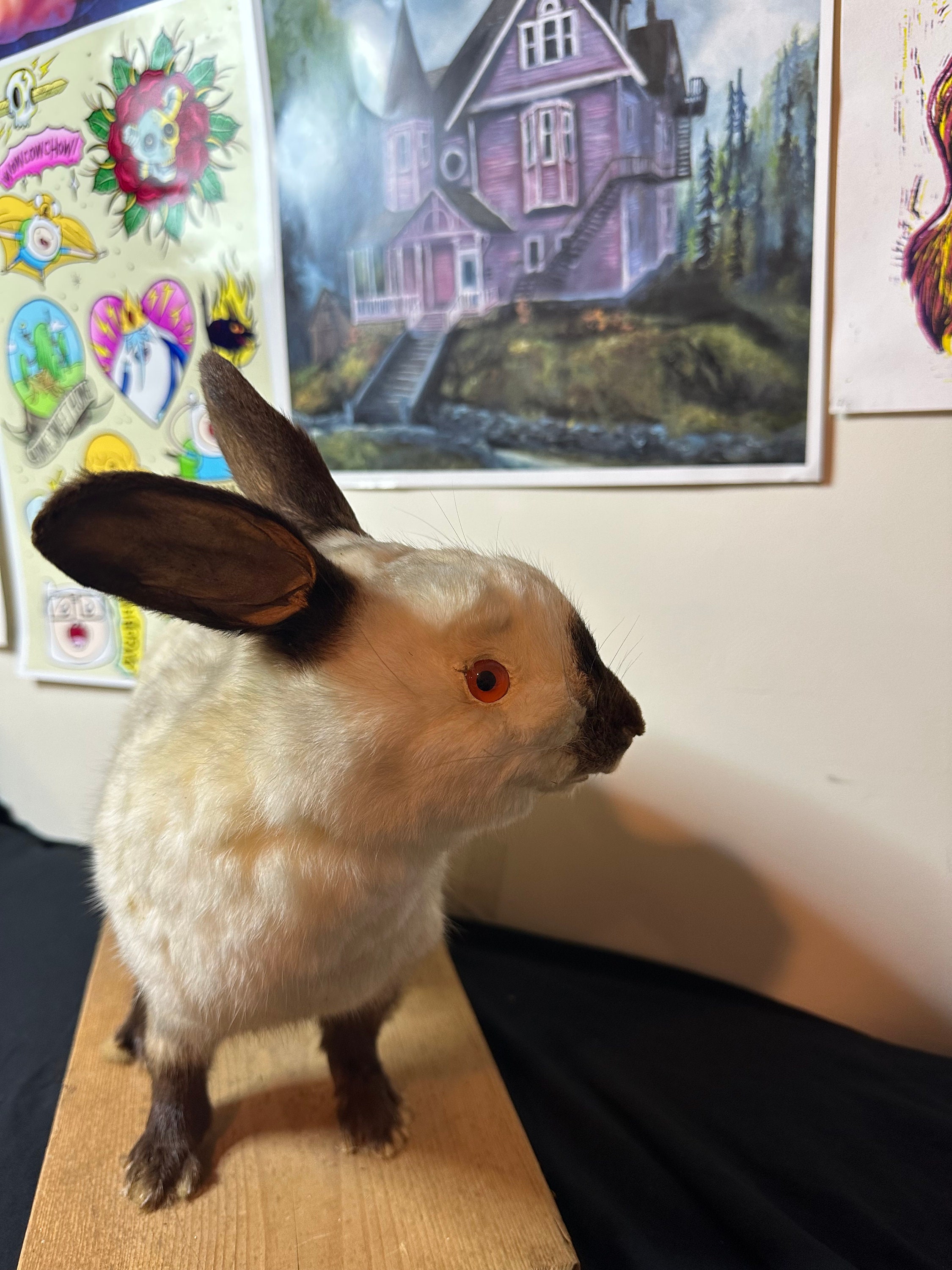 Vintage Taxidermy White Rabbit With Red Eyes - Etsy