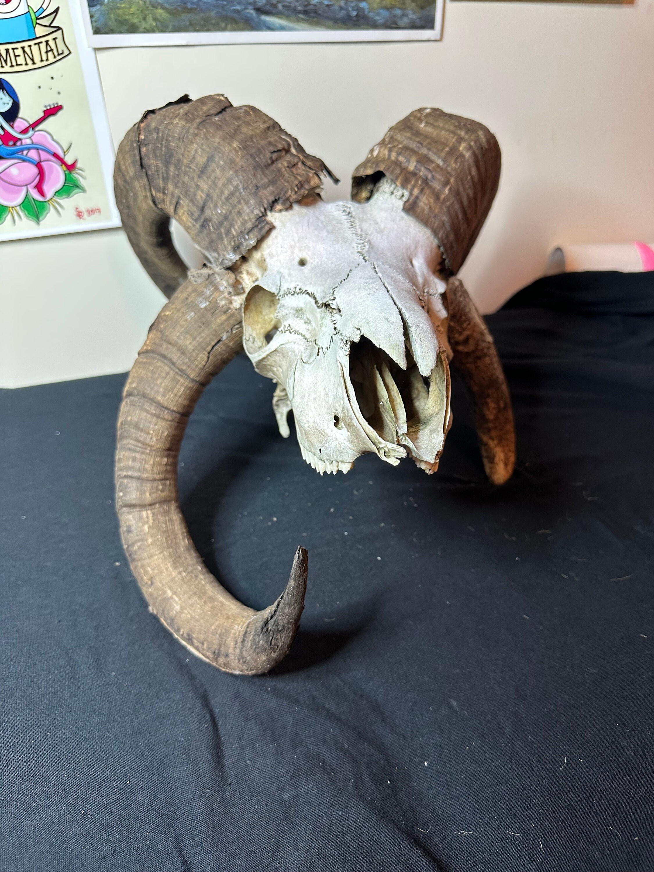 Jacobs Ram Skull - Etsy