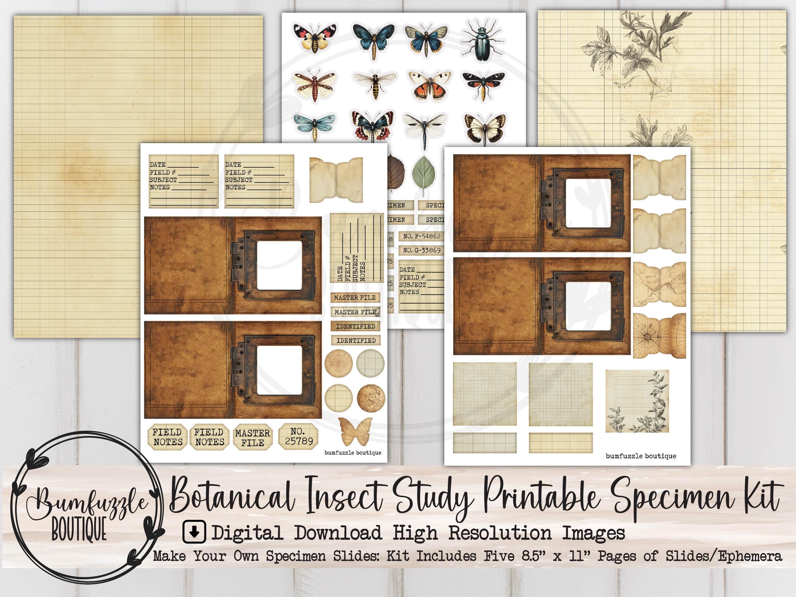 Insect Slide Collection Botanical Insect Specimen Slides Kit – Vintage Bug Study Ephemera, Junk ...