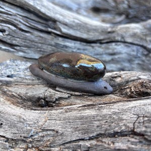 May include: A handcrafted, dark brown ceramic sculpture with a glossy finish. The sculpture is oval-shaped and rests on a smaller, gray, elongated base. The artwork is displayed on a piece of weathered driftwood, showcasing natural textures and tones.