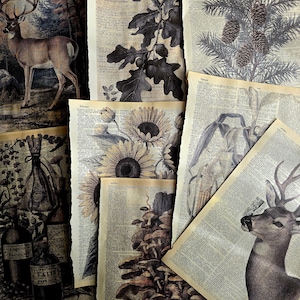 Effimere botaniche d'epoca e stampe boschive su pagine di dizionario originali - Set di 4 o 8