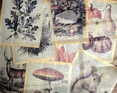 Vintage Fall Botanical Prints – Woodland Animals on Dictionary Pages