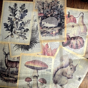 Op de afbeelding: Een verzameling prints in vintage-stijl met botanische en bosillustraties. De prints bevatten afbeeldingen van een hert, paddenstoelen, een eekhoorn, een egel en diverse planten, allemaal tegen een achtergrond van verouderde woordenboekpagina's.