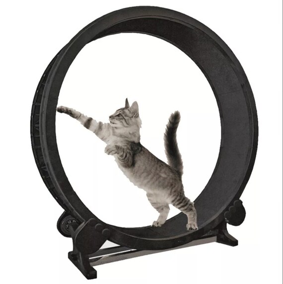 feline exercise wheel